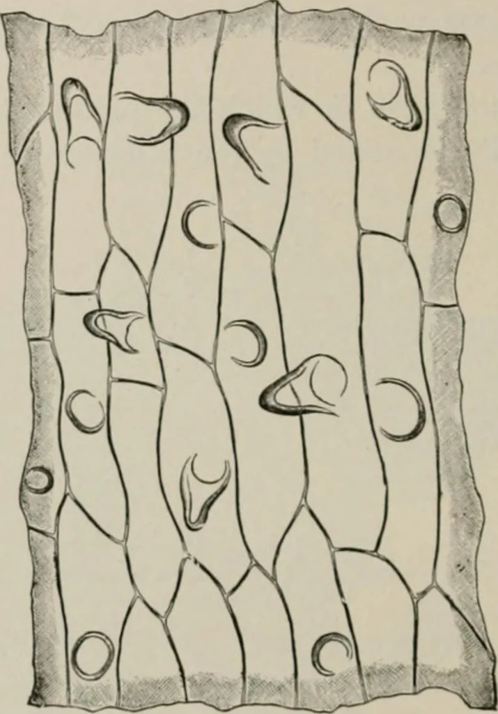 An illustration from The microscopy of vegetable foods, with special reference to the detection of adulteration and the diagnosis of mixtures, 1916, leaf 647