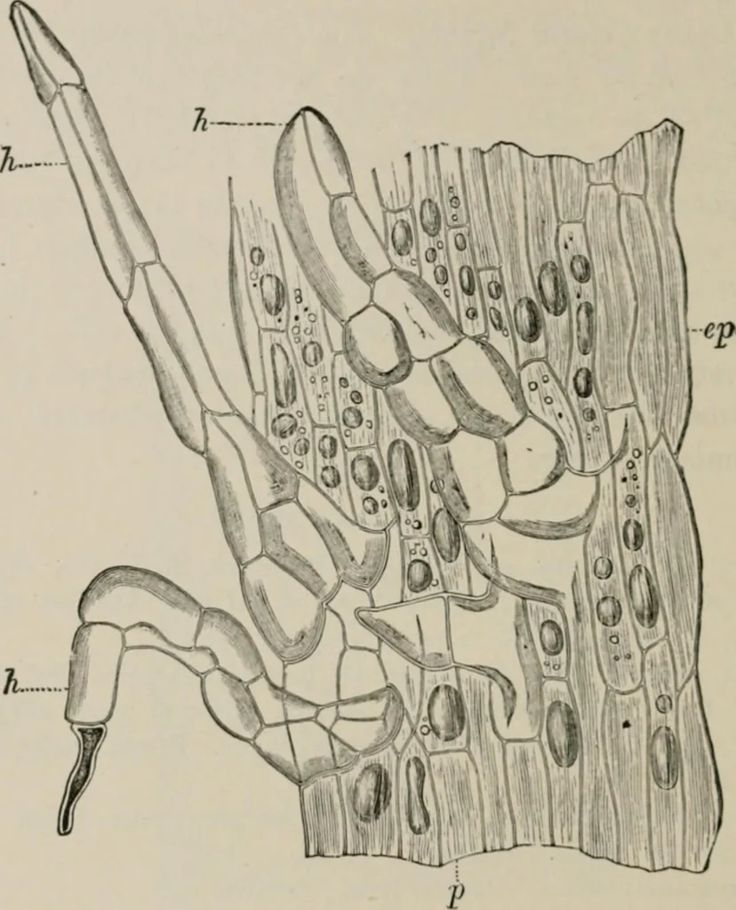 An illustration from The microscopy of vegetable foods, with special reference to the detection of adulteration and the diagnosis of mixtures, 1916, leaf 649