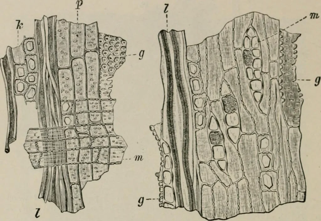 An illustration from The microscopy of vegetable foods, with special reference to the detection of adulteration and the diagnosis of mixtures, 1916, leaf 65