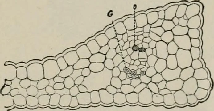 An illustration from The microscopy of vegetable foods, with special reference to the detection of adulteration and the diagnosis of mixtures, 1916, leaf 650