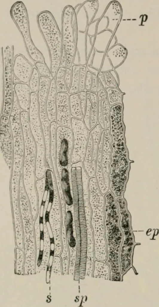 An illustration from The microscopy of vegetable foods, with special reference to the detection of adulteration and the diagnosis of mixtures, 1916, leaf 651