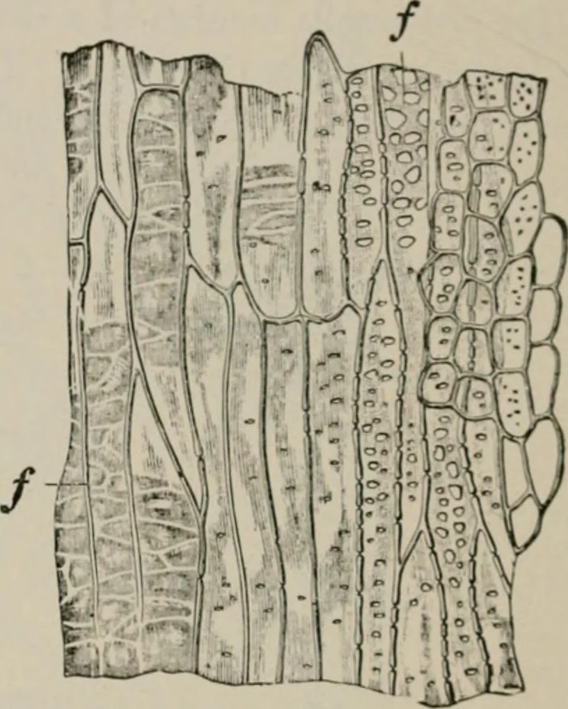 An illustration from The microscopy of vegetable foods, with special reference to the detection of adulteration and the diagnosis of mixtures, 1916, leaf 651