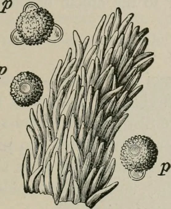 An illustration from The microscopy of vegetable foods, with special reference to the detection of adulteration and the diagnosis of mixtures, 1916, leaf 652