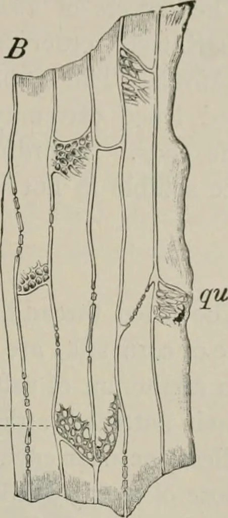 An illustration from The microscopy of vegetable foods, with special reference to the detection of adulteration and the diagnosis of mixtures, 1916, leaf 652