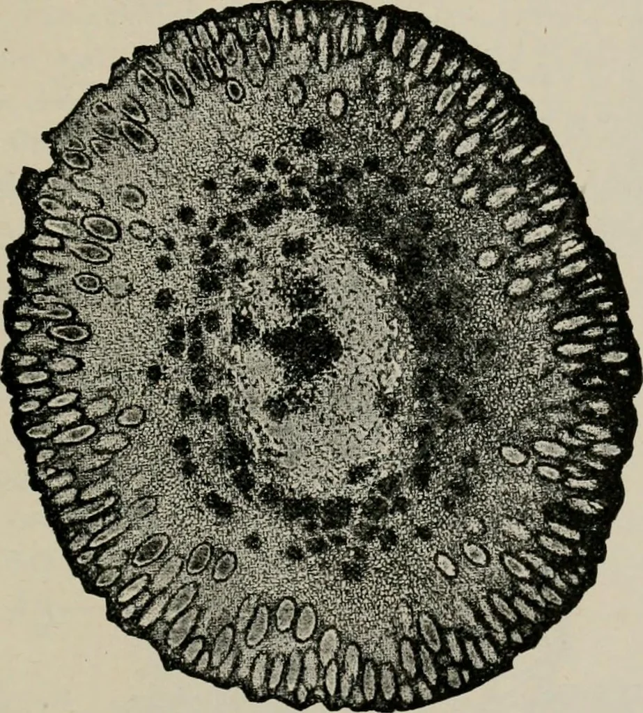 An illustration from The microscopy of vegetable foods, with special reference to the detection of adulteration and the diagnosis of mixtures, 1916, leaf 654