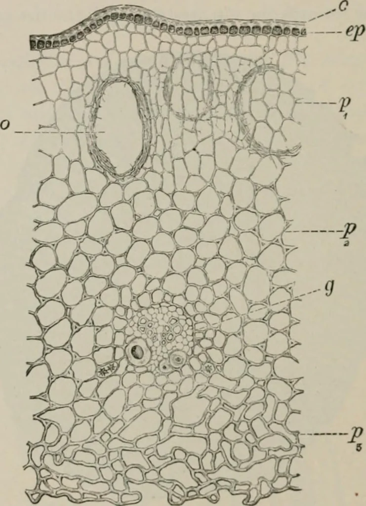 An illustration from The microscopy of vegetable foods, with special reference to the detection of adulteration and the diagnosis of mixtures, 1916, leaf 655