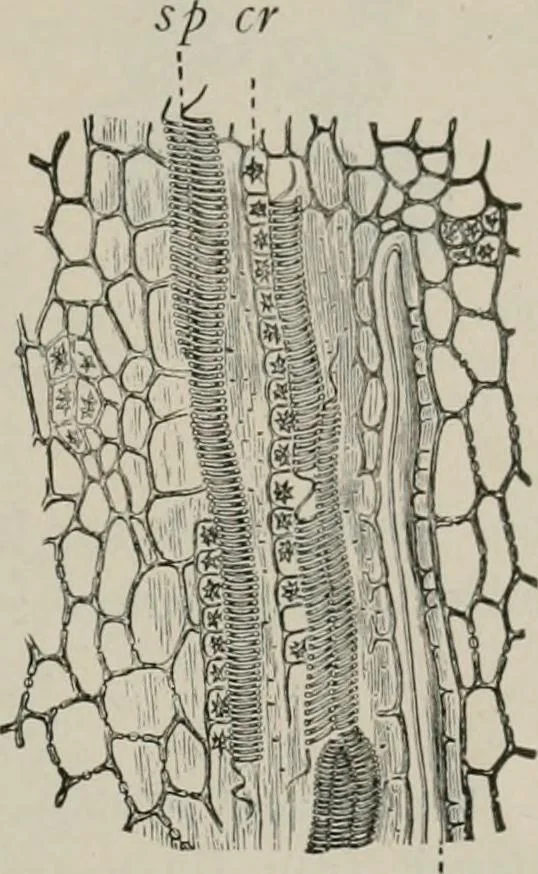 An illustration from The microscopy of vegetable foods, with special reference to the detection of adulteration and the diagnosis of mixtures, 1916, leaf 656