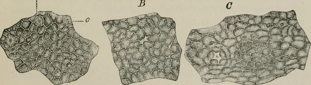 An illustration from The microscopy of vegetable foods, with special reference to the detection of adulteration and the diagnosis of mixtures, 1916, leaf 656