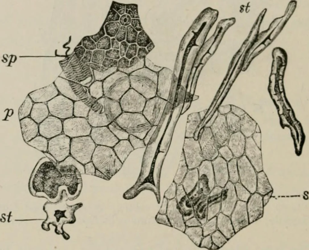 An illustration from The microscopy of vegetable foods, with special reference to the detection of adulteration and the diagnosis of mixtures, 1916, leaf 659