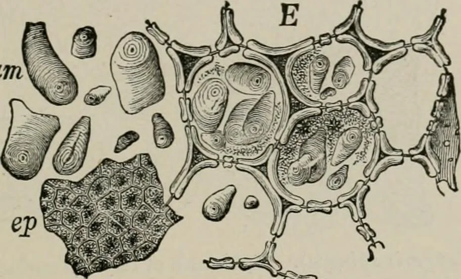 An illustration from The microscopy of vegetable foods, with special reference to the detection of adulteration and the diagnosis of mixtures, 1916, leaf 660