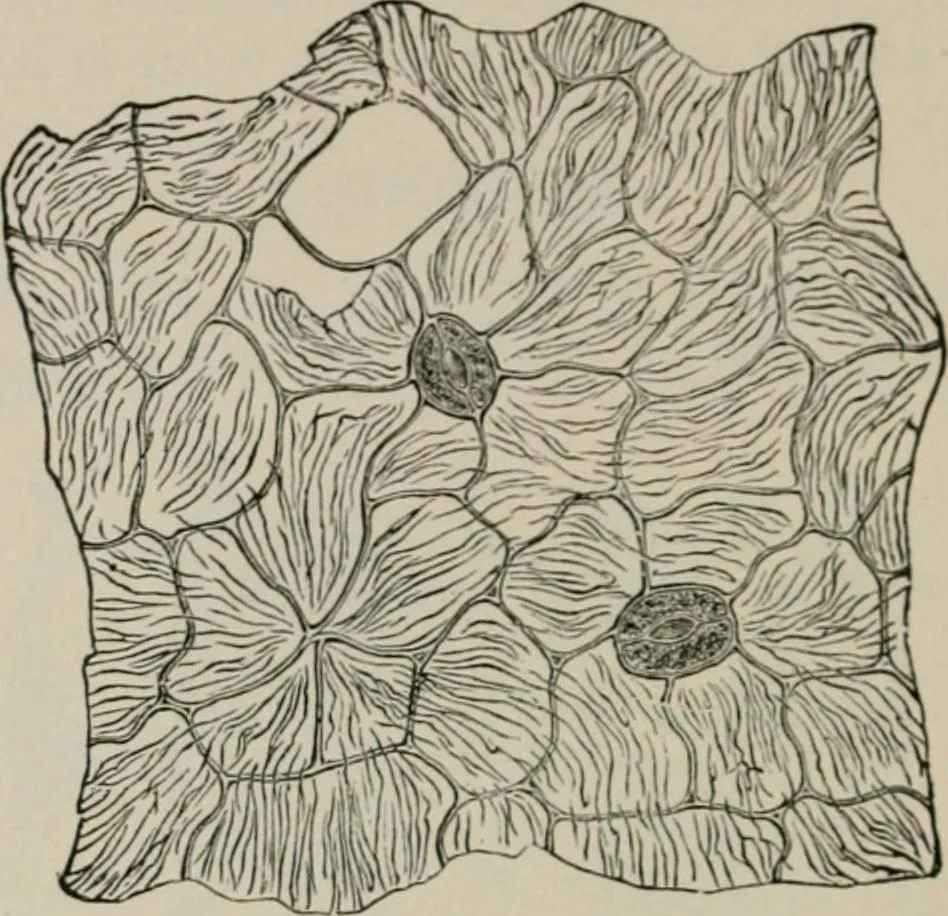 An illustration from The microscopy of vegetable foods, with special reference to the detection of adulteration and the diagnosis of mixtures, 1916, leaf 661