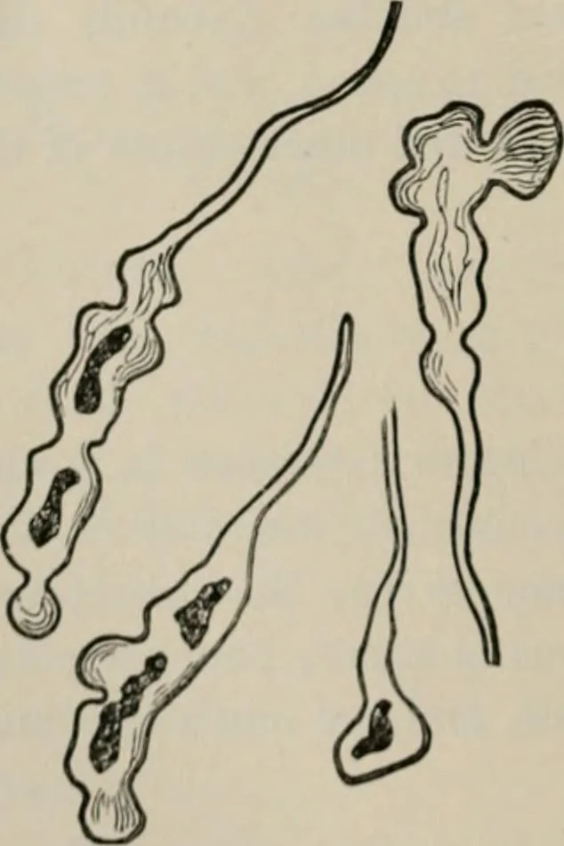 An illustration from The microscopy of vegetable foods, with special reference to the detection of adulteration and the diagnosis of mixtures, 1916, leaf 661