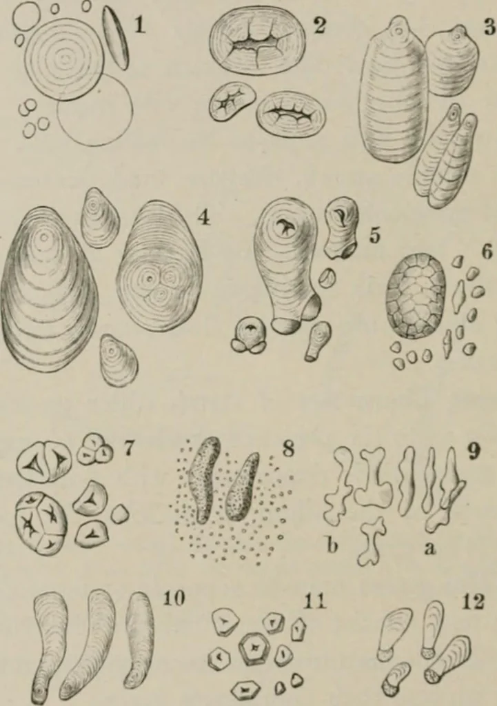 An illustration from The microscopy of vegetable foods, with special reference to the detection of adulteration and the diagnosis of mixtures, 1916, leaf 667