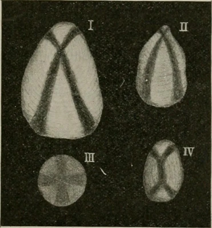An illustration from The microscopy of vegetable foods, with special reference to the detection of adulteration and the diagnosis of mixtures, 1916, leaf 668