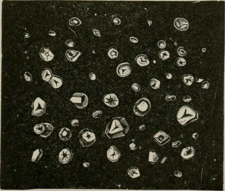 An illustration from The microscopy of vegetable foods, with special reference to the detection of adulteration and the diagnosis of mixtures, 1916, leaf 672
