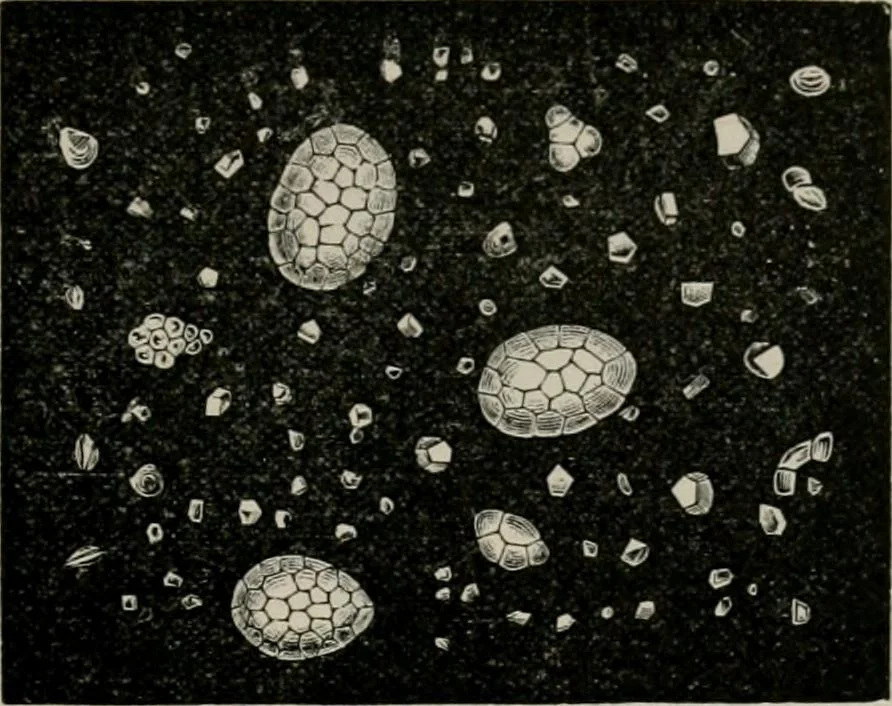 An illustration from The microscopy of vegetable foods, with special reference to the detection of adulteration and the diagnosis of mixtures, 1916, leaf 674