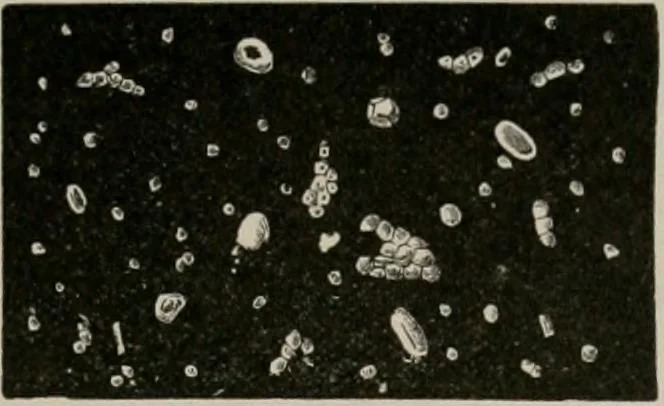 An illustration from The microscopy of vegetable foods, with special reference to the detection of adulteration and the diagnosis of mixtures, 1916, leaf 676
