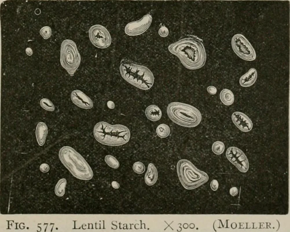 An illustration from The microscopy of vegetable foods, with special reference to the detection of adulteration and the diagnosis of mixtures, 1916, leaf 676