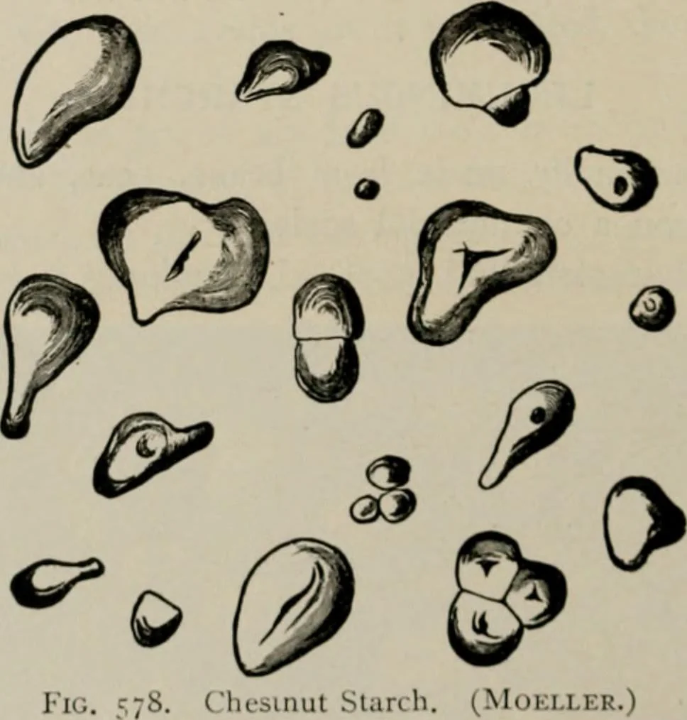 An illustration from The microscopy of vegetable foods, with special reference to the detection of adulteration and the diagnosis of mixtures, 1916, leaf 677