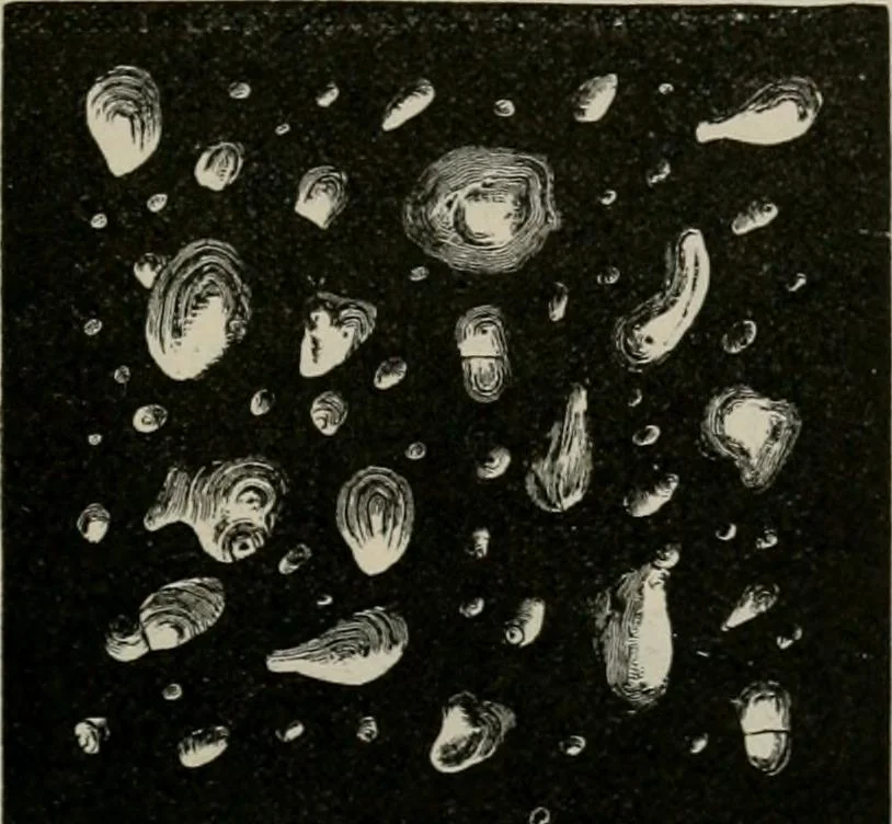 An illustration from The microscopy of vegetable foods, with special reference to the detection of adulteration and the diagnosis of mixtures, 1916, leaf 678