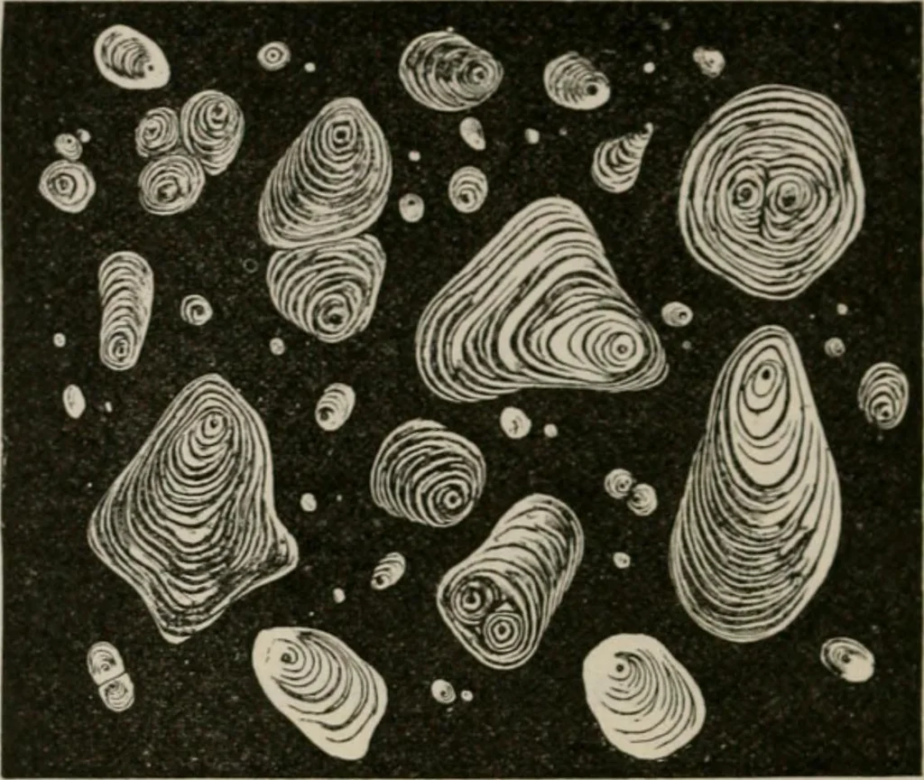 An illustration from The microscopy of vegetable foods, with special reference to the detection of adulteration and the diagnosis of mixtures, 1916, leaf 681