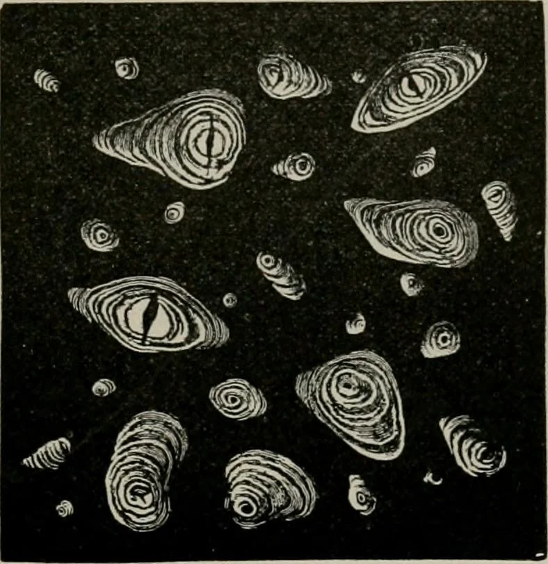 An illustration from The microscopy of vegetable foods, with special reference to the detection of adulteration and the diagnosis of mixtures, 1916, leaf 682