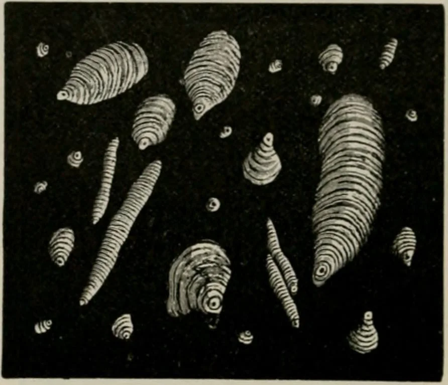 An illustration from The microscopy of vegetable foods, with special reference to the detection of adulteration and the diagnosis of mixtures, 1916, leaf 683