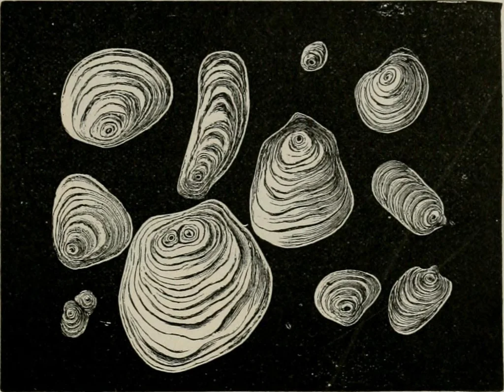 An illustration from The microscopy of vegetable foods, with special reference to the detection of adulteration and the diagnosis of mixtures, 1916, leaf 684