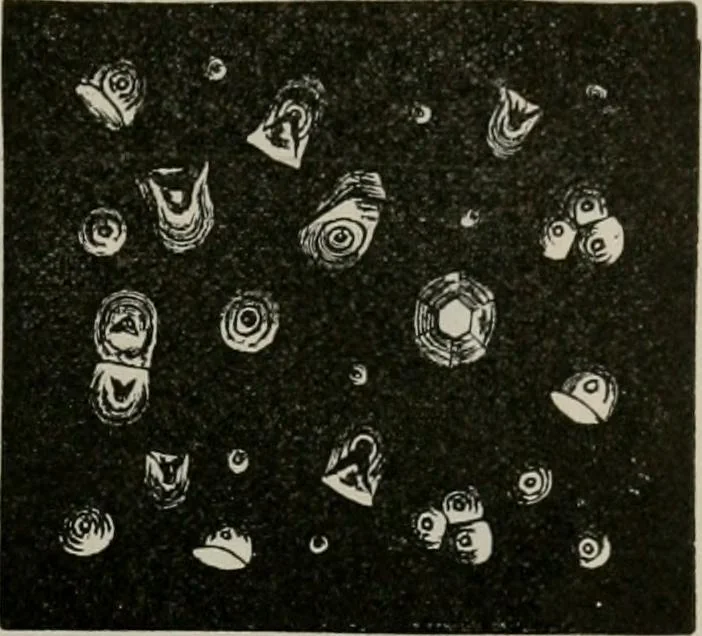 An illustration from The microscopy of vegetable foods, with special reference to the detection of adulteration and the diagnosis of mixtures, 1916, leaf 686