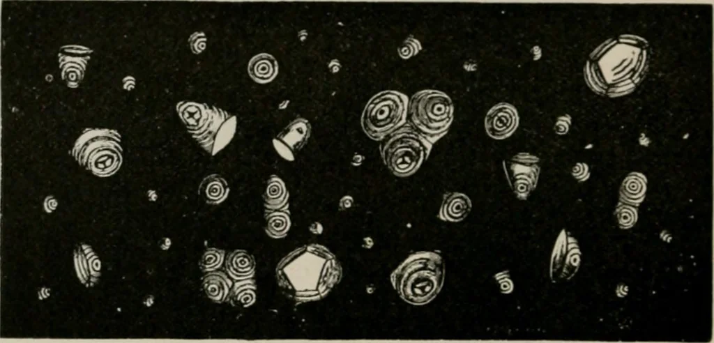 An illustration from The microscopy of vegetable foods, with special reference to the detection of adulteration and the diagnosis of mixtures, 1916, leaf 687