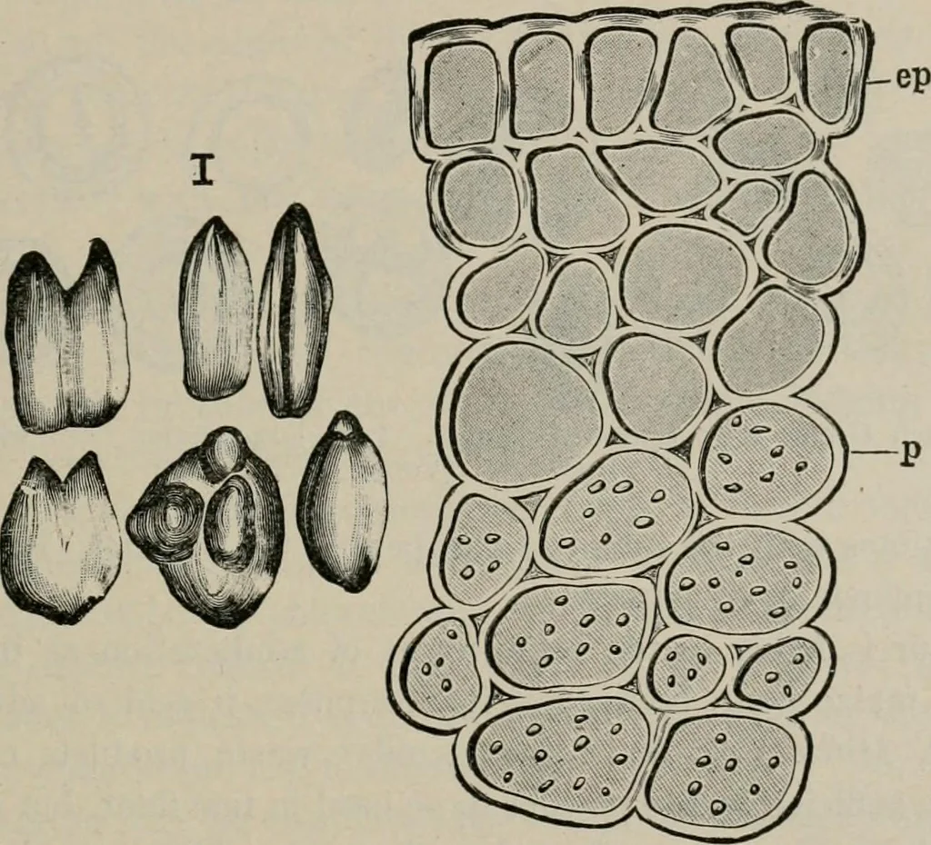 An illustration from The microscopy of vegetable foods, with special reference to the detection of adulteration and the diagnosis of mixtures, 1916, leaf 70
