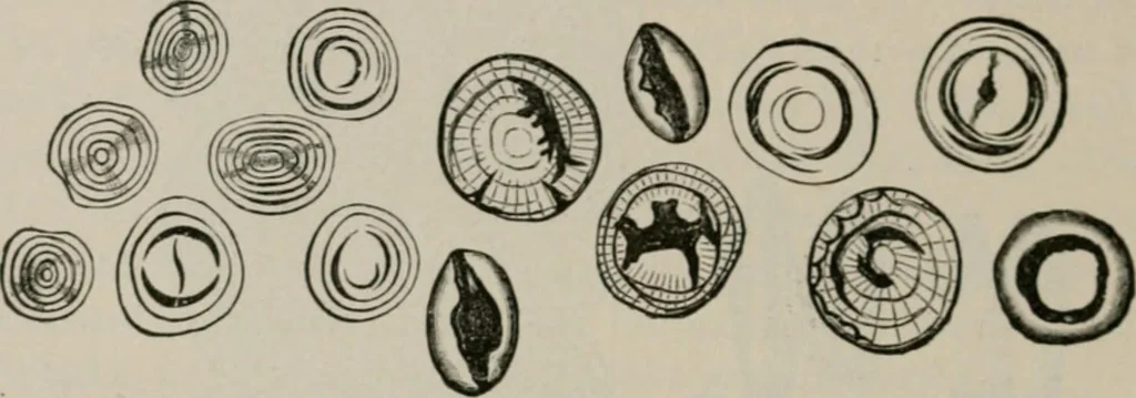 An illustration from The microscopy of vegetable foods, with special reference to the detection of adulteration and the diagnosis of mixtures, 1916, leaf 71