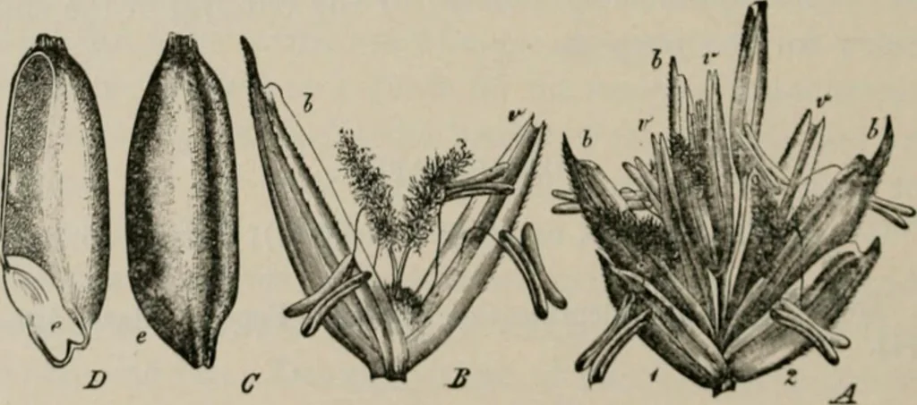 An illustration from The microscopy of vegetable foods, with special reference to the detection of adulteration and the diagnosis of mixtures, 1916, leaf 81