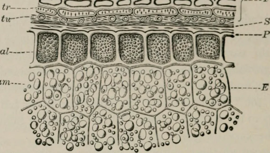 An illustration from The microscopy of vegetable foods, with special reference to the detection of adulteration and the diagnosis of mixtures, 1916, leaf 87