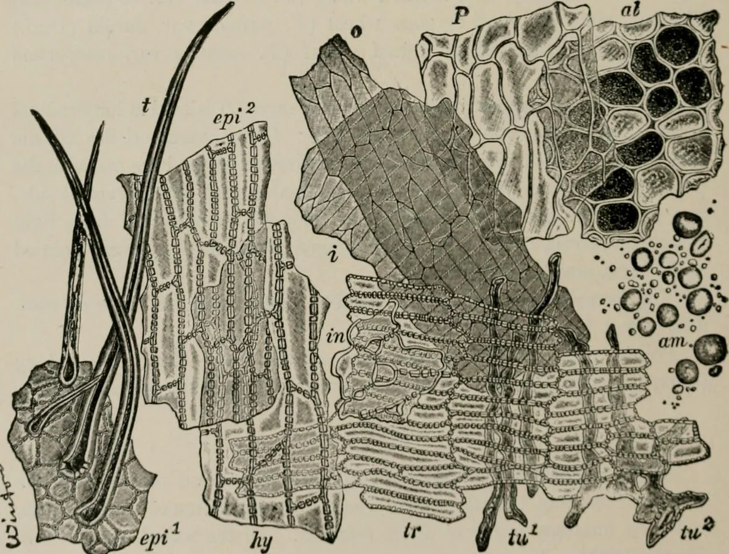 An illustration from The microscopy of vegetable foods, with special reference to the detection of adulteration and the diagnosis of mixtures, 1916, leaf 87
