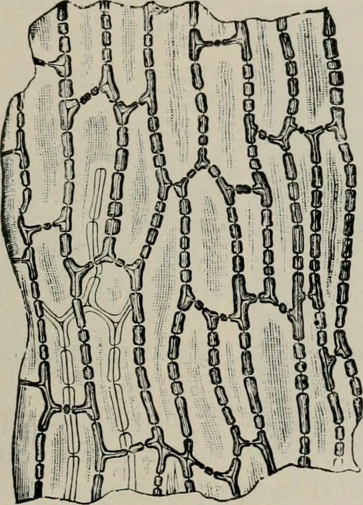 An illustration from The microscopy of vegetable foods, with special reference to the detection of adulteration and the diagnosis of mixtures, 1916, leaf 88