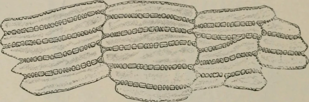 An illustration from The microscopy of vegetable foods, with special reference to the detection of adulteration and the diagnosis of mixtures, 1916, leaf 89