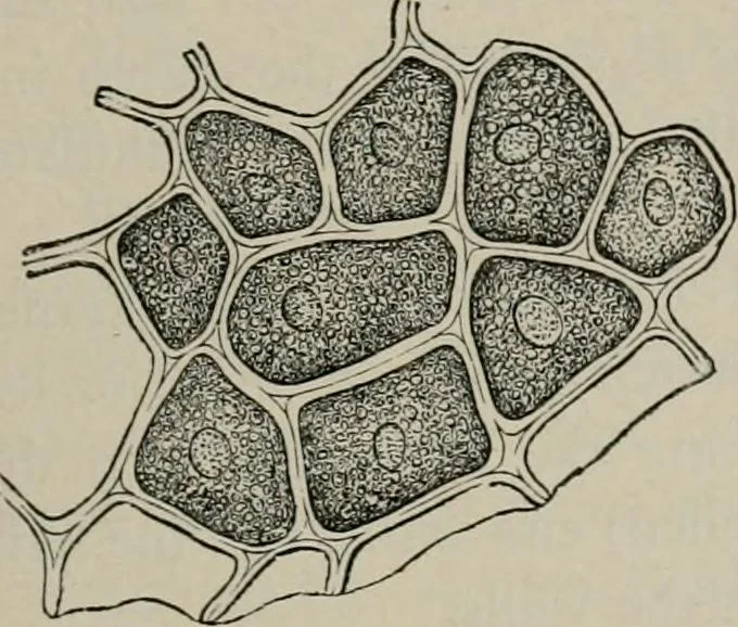 An illustration from The microscopy of vegetable foods, with special reference to the detection of adulteration and the diagnosis of mixtures, 1916, leaf 90