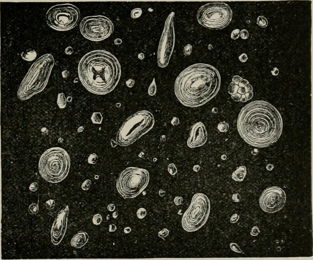 An illustration from The microscopy of vegetable foods, with special reference to the detection of adulteration and the diagnosis of mixtures, 1916, leaf 90