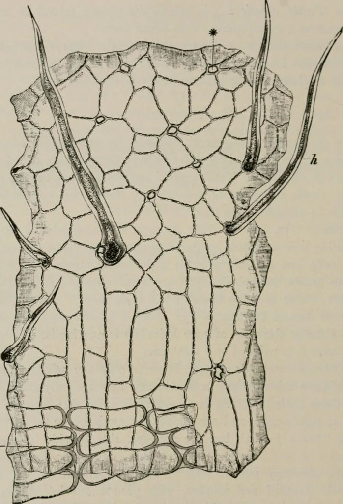 An illustration from The microscopy of vegetable foods, with special reference to the detection of adulteration and the diagnosis of mixtures, 1916, leaf 99