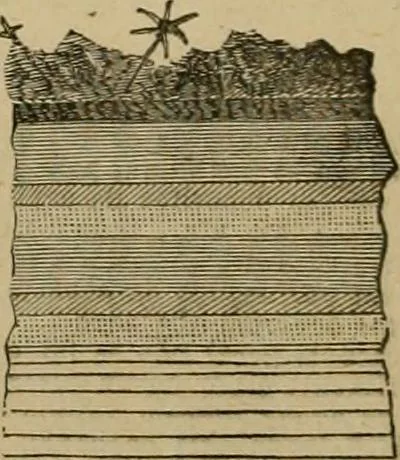 An illustration from Vellosia, 1885, leaf 187