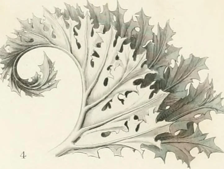 An illustration from The stones of Venice, 1851, leaf 29