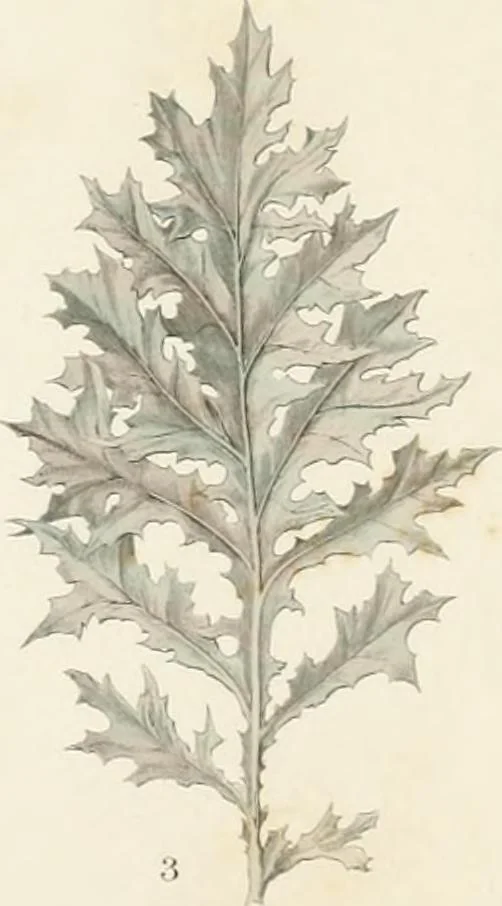 An illustration from The stones of Venice, 1851, leaf 29