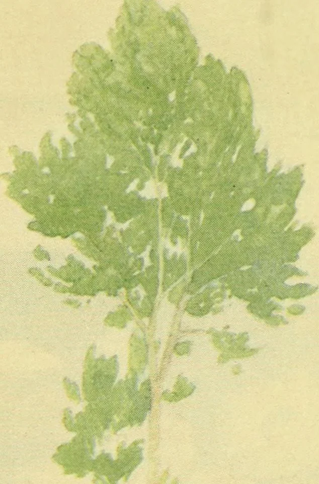 An illustration from Venice and Venetia, 1911, leaf 338