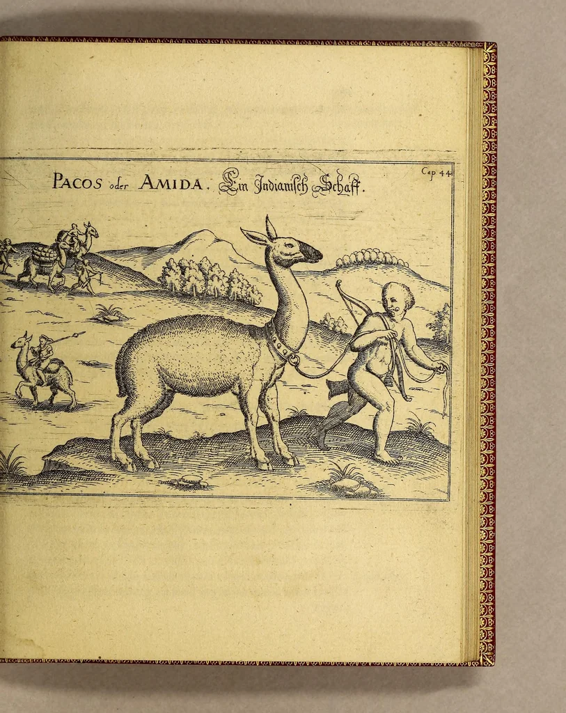 An illustration from Vera historia, admirandae cuiusdam nauigationis, quam Huldericus Schmidel, Straubingensis, ab anno 1534. usque ad annum 1554. in Americam vel nouum mundum, iuxta Brasiliam & Rio della Plata, confecit. : Quid per hosce annos 19. sustinuerit, quam varias & quam mirandas regiones ac homines viderit. Ab ipso Schmidelio Germanice, descripta: nunc vero, emandatis & correctis vrbium, regionum & fluminum nominibus, adiecta etiam tabula geographica, figuris, & alijs notationibus quibusdam, in hac forma reducta, 1599, leaf 111