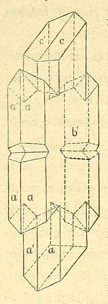 An illustration from Versuche über Pflanzen-Hybriden, 1866, leaf 414