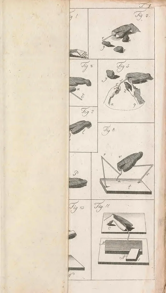 An illustration from Versuche über die gereizte Muskel- und Nervenfaser : nebst Vermuthungen über den chemischen Process des Lebens in der Thier- und Pflanzenwelt, 1797, leaf 509