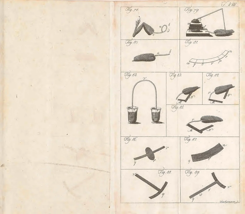 An illustration from Versuche über die gereizte Muskel- und Nervenfaser : nebst Vermuthungen über den chemischen Process des Lebens in der Thier- und Pflanzenwelt, 1797, leaf 539
