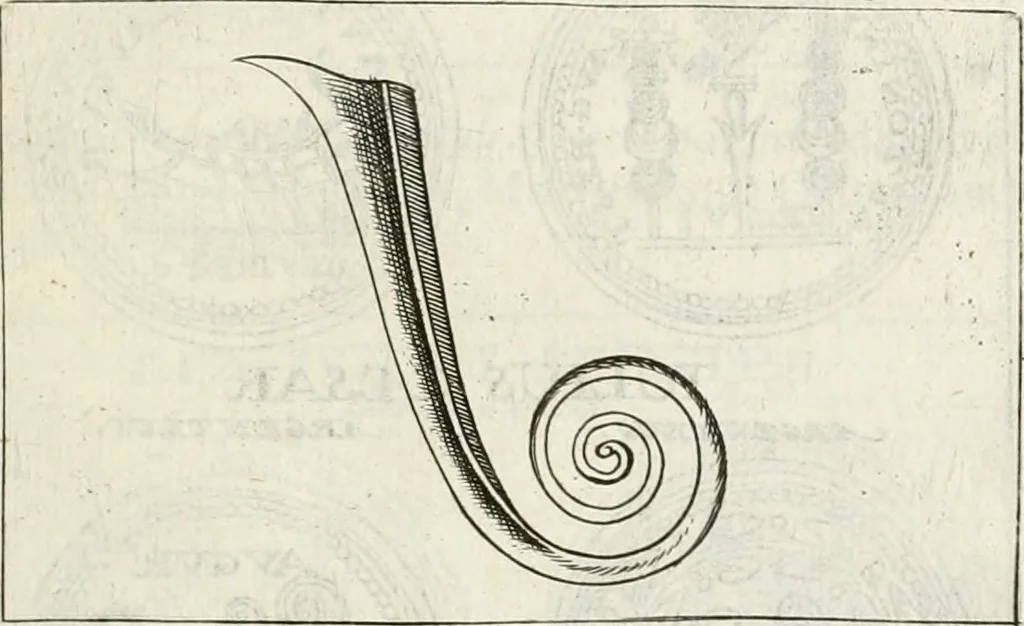An illustration from Veterum Romanorum Religio castrametatio, disciplina militaris ut & balneae ex antiquis numismatibus & lapidibus demonstrata, 1686, leaf 218