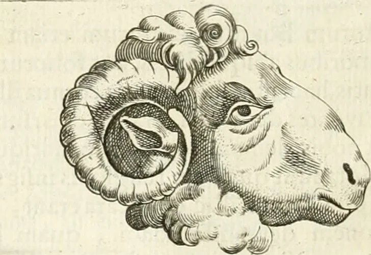 An illustration from Veterum Romanorum Religio castrametatio, disciplina militaris ut & balneae ex antiquis numismatibus & lapidibus demonstrata, 1686, leaf 273